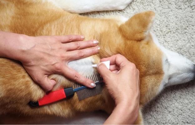 хозяин капает на холку собаке от блох